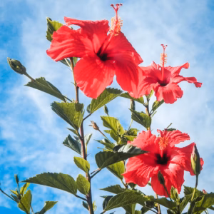 Hibiscus Syriacus Red Pillar Rose of Sharon