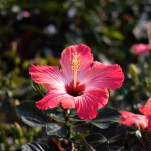 Hibiscus 'Multiple Varieties' Assorted Tropical Hibiscus
