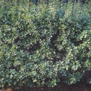 Ilex Vomitoria 'Nana' Dwarf Yaupon Holly