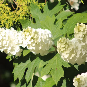 Hydrangea Quercifolia 'Snow Queen' Oakleaf Hydrangea