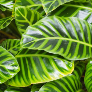 Calathea Burle Marx Calathea
