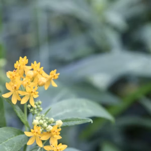 Asclepias Curassavica 'Yellow' Milkweed