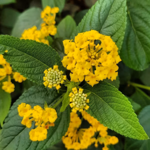 Lantana Luscious Citron