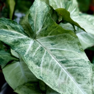 Syngonium Podophyllum Holly Arrowhead Plant