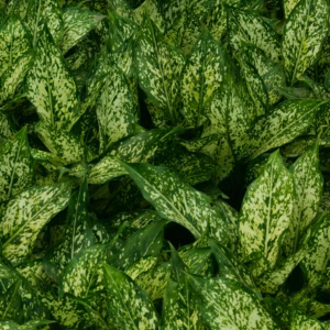 Aucuba Japonica 'Goldilocks' Variegated Japanese Aucuba