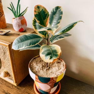 Ficus Elastica 'Tineke' Rubber Plant