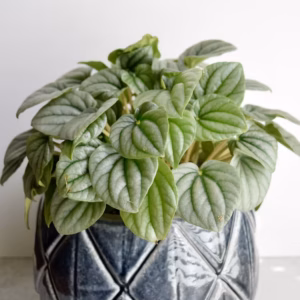 Peperomia Angulate Funky Frog