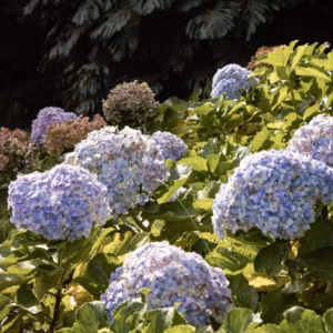 Hydrangea Macrophylla 'The Original'