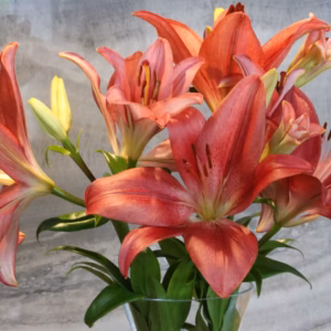 Hemerocallis 'Pink Delight' Daylily