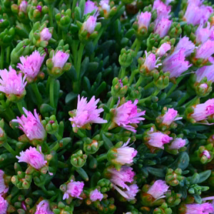 Delosperma Cooperi Hardy Ice Plant