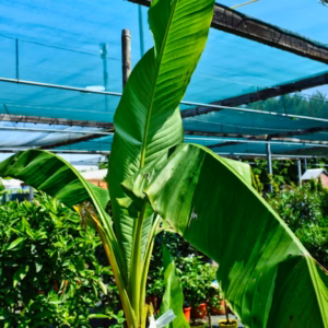 Musa Basjoo Banana