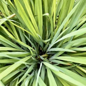 Cymbopogon Citratus Lemon Grass
