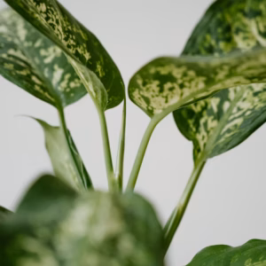 Dieffenbachia Sequine Tropic Snow