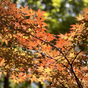 Acer Rubrum 'Sun Valley' Red Maple