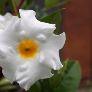 Dipladenia Sundenia 'White'