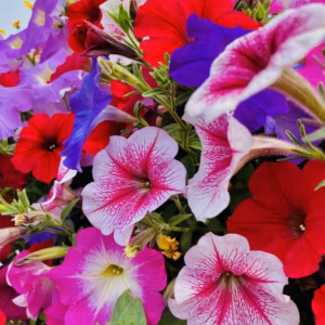 Petunia Pretty Flora 'Mixture'