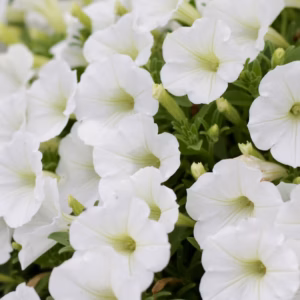 Petunia Supertunia Vista 'Snowdrift'