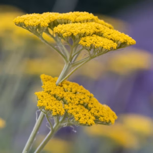 Achillea Millefolium (Yarrow) Sunny Seduction
