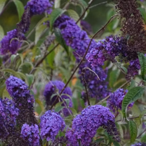 Buddleia 'Pugster Blue' Butterfly Bush