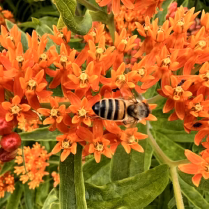 Asclepias Curassavica 'Wildfire' Milkweed