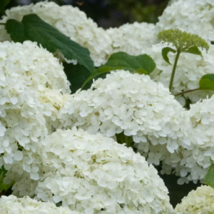 Hydrangea Paniculata 'Limelight Prime'