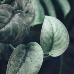Scindapsus 'Jade Satin' Green Pothos