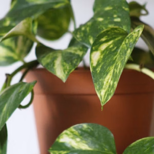 Epipremnum Aureum Golden Pothos