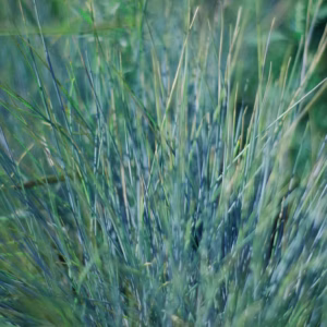 Juncus Inflexus (Soft Rush) Graceful Grasses 'Blue Mohawk'