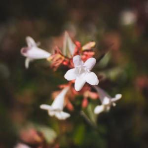 Abelia X Grandiflora 'Kaleidoscope' Glossy Abelia