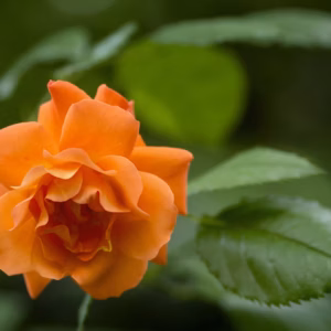 Rosa (Rose) Knock Out Coral