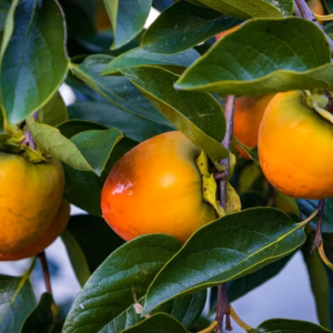Diospyros Kaki Virginiana Persimmon