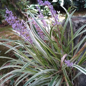 Liriope Muscari 'Variegata' Variegated Liriope