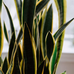 Sansevieria Trifasciata 'Hahnii' Snake Plant