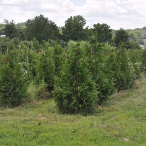 Thuja 'Green Giant' Giant Arborvitae
