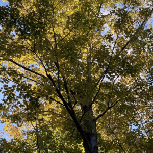 Acer Saccharum Sugar Maple