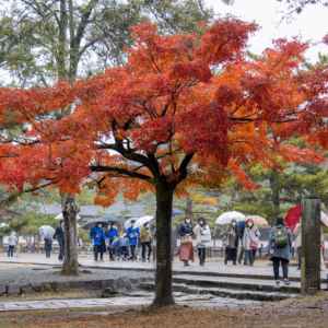 Acer Palmatum Var. Atropurpureum 'Bloodgood' Japanese Maple