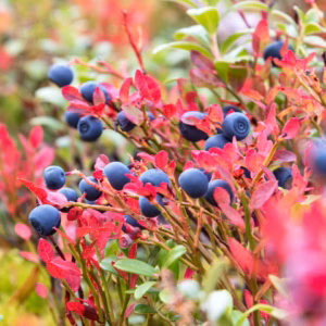 Vaccinium Corymbosum 'Jersey' Blueberry