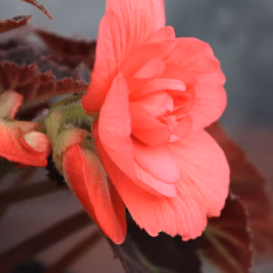 Begonia X Hiemalis (Rieger Begonia) Solenia Dark Pink