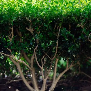 Ilex Crenata 'Soft Touch' Compact Japanese Holly