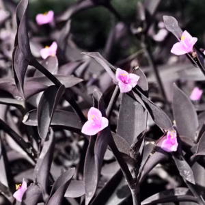 Loropetalum Chinense 'Dark Fire' Chinese Fringe-flower