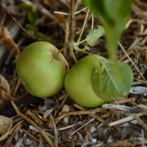 Malus Domestica 'Granny Smith' Apple