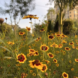 Coreopsis (Tickseed) L'il Bang Daybreak