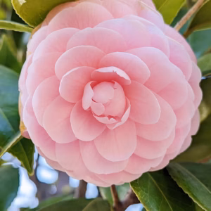 Camellia Japonica 'Jerry Hill' Jerry Hill Camellia