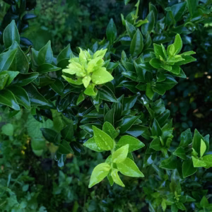 Ligustrum Japonicum 'Recurvifolium' Curled-Leaf Privet