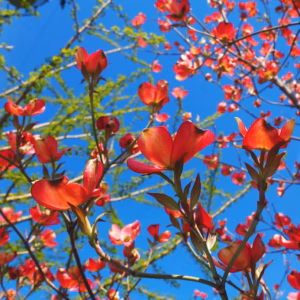 Cornus 'Scarlet Fire' Dogwood
