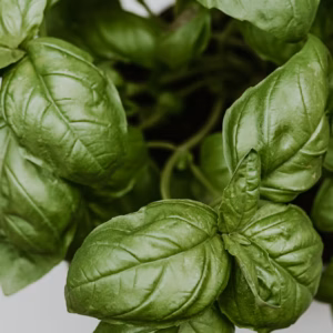 Ocimum Amazel Basil