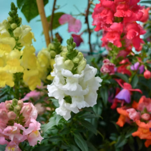 Antirrhinum (Snapdragon) Candy Tops Mix