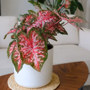 Kaladium Fairytale Princess Caladium
