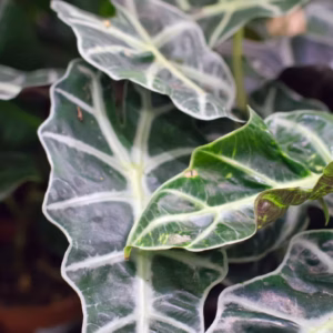 Alocasia Mythic Silver Dragon Elephant Ear