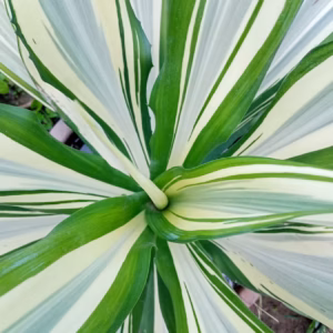Dracaena Marginata Bicolor Marginata